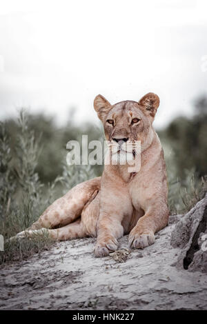 Un orgoglio dei leoni Foto Stock