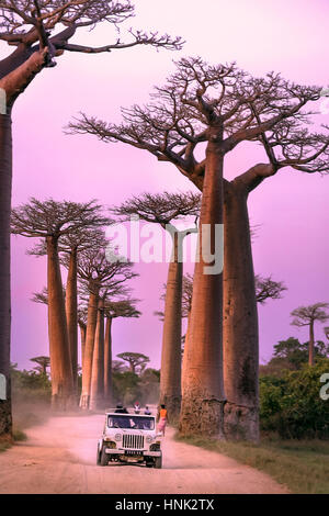 Twilight Guida - Avenue de Baobab del Madagascar Foto Stock