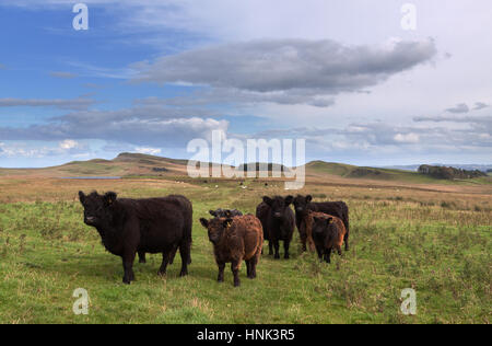 Il bestiame a fianco del The Pennine Way, un po' a nord del Muro di Adriano a Rapishaw Gap - tra Hotbank balze e Cuddy's Crags Foto Stock