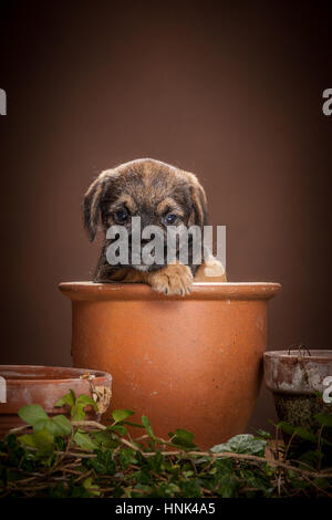 Ritratto in studio di Border Terrier cuccioli Foto Stock