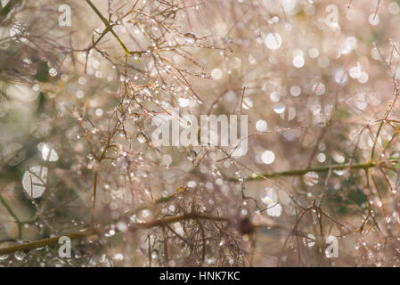 Magica gocce di rugiada con luce bookeh fantastici colori. Foto Stock