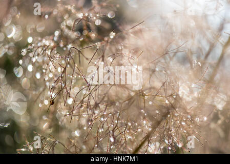 Magica gocce di rugiada con luce bookeh fantastici colori. Foto Stock