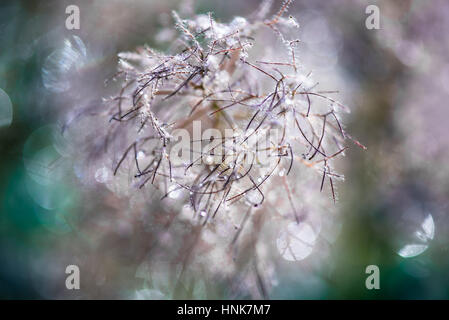 Magica gocce di rugiada con luce bookeh fantastici colori. Foto Stock