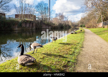 Anatre selvatiche a Birmingham Canal Foto Stock