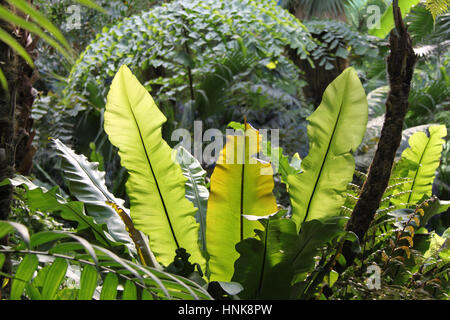 Bird's Nest fern con grandi foglie nella foresta pluviale tropicale / Jungle / boccola Foto Stock