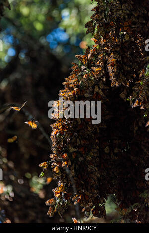 Farfalle monarca mass imballate in modo serrato per il calore su un albero nella foresta di El Capulin farfalla monarca Riserva della Biosfera in Macheros, Messico. Ogni anno milioni di farfalle monarca la migrazione di massa da parte degli Stati Uniti e del Canada per la Oyamel foreste di abeti in Messico centrale. Foto Stock