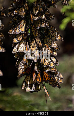 Farfalle monarca mass imballate in modo serrato per il calore su un albero nella foresta di El Capulin farfalla monarca Riserva della Biosfera in Macheros, Messico. Ogni anno milioni di farfalle monarca la migrazione di massa da parte degli Stati Uniti e del Canada per la Oyamel foreste di abeti in Messico centrale. Foto Stock