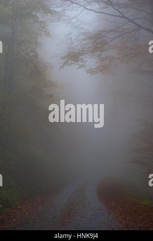 Una strada scomparendo nella foresta di nebbia. Foto Stock