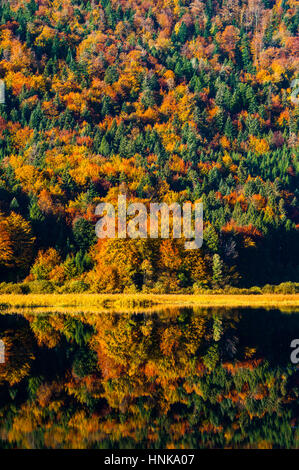 Il Lago di Cerknica nei suoi colori di picco Foto Stock