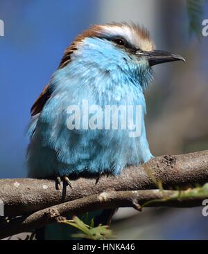 La camorra-tailed rullo (Coracias spatulatus) è un uccello blu trovati in Africa centrale e meridionale (anche racquet tailed rullo). Foto Stock