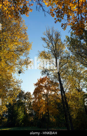 Ingiallito alberi di acero in autunno Foto Stock