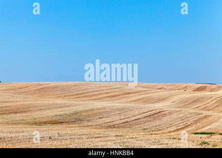 Campo agricolo con grano Foto Stock