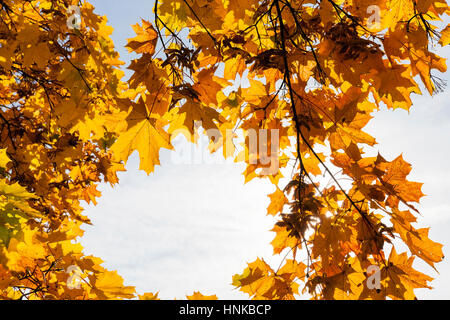 Alberi in autunno Foto Stock