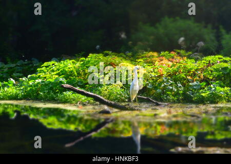 Airone più bianchi in Wekiwa Springs, parchi dello stato della Florida, Orlando, Florida, Stati Uniti d'America Foto Stock