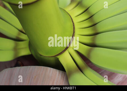 Configurazione astratta da giovani le banane che cresce dal fiore Foto Stock