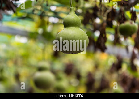 Zucche appeso dal vitigno Foto Stock