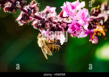 Bee lavorando a sbocciare fiori Foto Stock