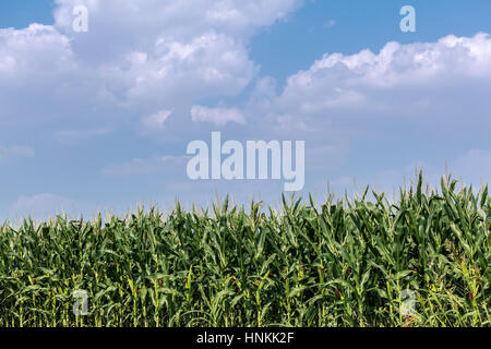 Campo di grano contro il cielo Foto Stock