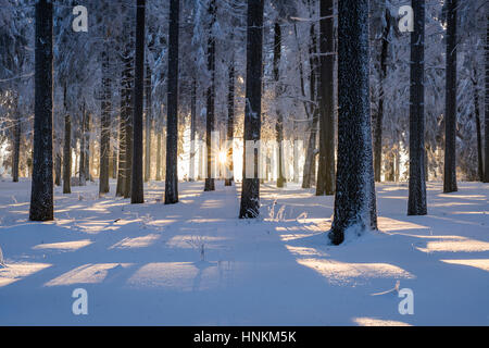 Snowy abete rosso (Picea abies) foresta al tramonto, Foresta Turingia, Turingia, Germania Foto Stock