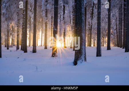 Snowy abete rosso (Picea abies) foresta al tramonto, Foresta Turingia, Turingia, Germania Foto Stock