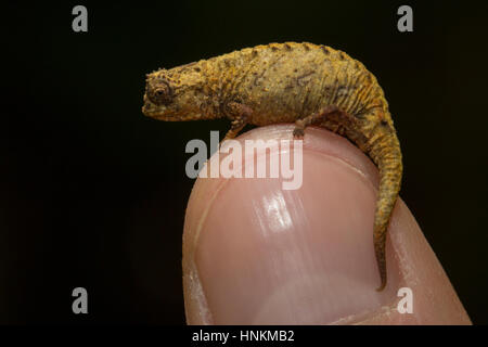 Ambra foglia di montagna (camaleonte Brookesia karchei) sul dito, foresta pluviale, Marojejy National Park, Southern Highlands, Madagascar Foto Stock