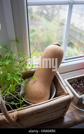 La Zucca vegetale nel davanzale di una cucina per cucinare Foto Stock