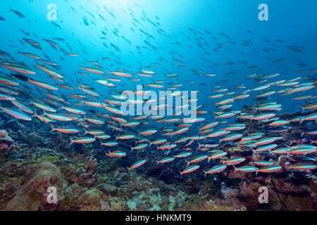 Sciame Neon Fusiliers (Pterocaesio tile) Coral reef, retroilluminato, Oceano Indiano, Maldive Foto Stock