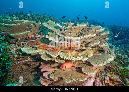 Blackbar soldierfish (Myripristis jacobus), vari coralli duri e appassionati del mare, l'Oceano Indiano, Maldive Foto Stock