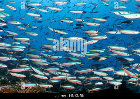 Sciame Neon Fusiliers (Pterocaesio tile), Oceano Indiano, Maldive Foto Stock