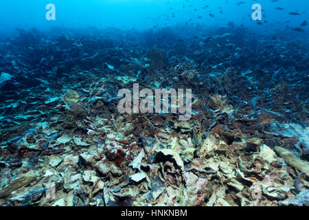 Fenomeno climatico El Niño, Coral Reef distrutti da corallo sbianca e la corona di spine di stelle marine, Oceano Indiano, Maldive Foto Stock