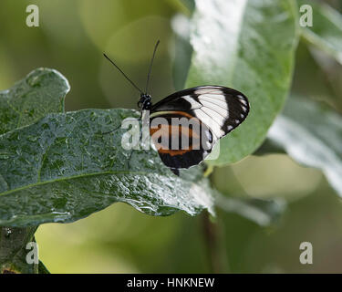 Comune di Tiger butterfly appoggiata su una foglia Foto Stock