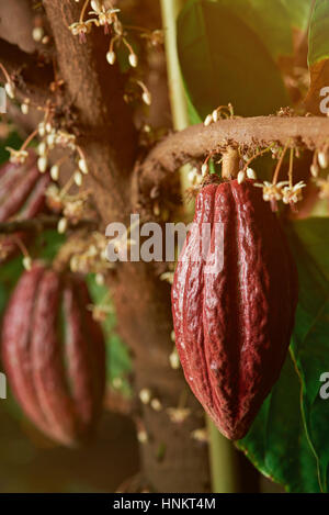 Cacao cialde sul ramo di albero appeso e pronto per la mietitura Foto Stock