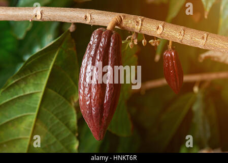 Cacao rosso sul ramo di albero in azienda americana Foto Stock