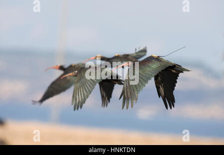 Northern calvo Ibis - Geronticus eremita Foto Stock