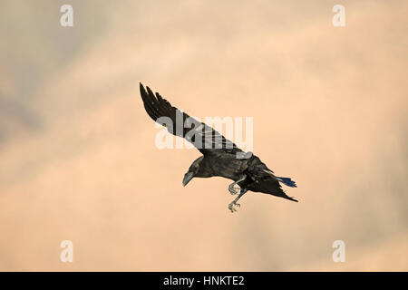 Isole Canarie Raven - Corvus corax tingitanus Foto Stock