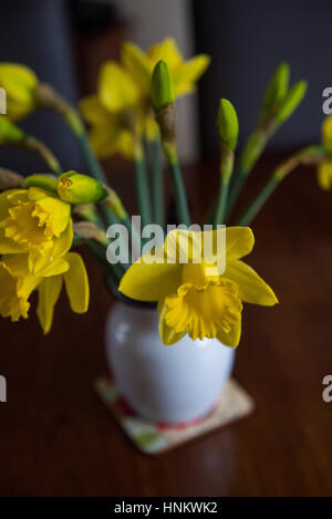 La molla narcisi in un vaso ancora vita Foto Stock