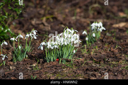 Galanthus nivalis, la snowdrop o snowdrop comune, è la più conosciuta e più diffusa della specie che fiorisce in inverno REGNO UNITO Foto Stock