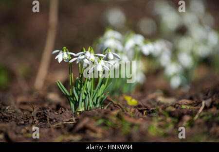 Galanthus nivalis, la snowdrop o snowdrop comune, è la più conosciuta e più diffusa della specie che fiorisce in inverno REGNO UNITO Foto Stock