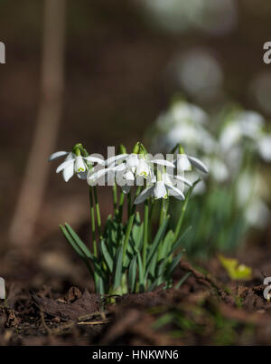 Galanthus nivalis, la snowdrop o snowdrop comune, è la più conosciuta e più diffusa della specie che fiorisce in inverno REGNO UNITO Foto Stock