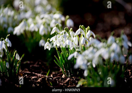 Galanthus nivalis, la snowdrop o snowdrop comune, è la più conosciuta e più diffusa della specie che fiorisce in inverno REGNO UNITO Foto Stock