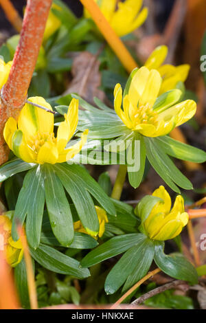 Il tardo inverno fiori di un fertile, semi-doppia forma di inverno aconitum, Eranthis hyemalis Foto Stock