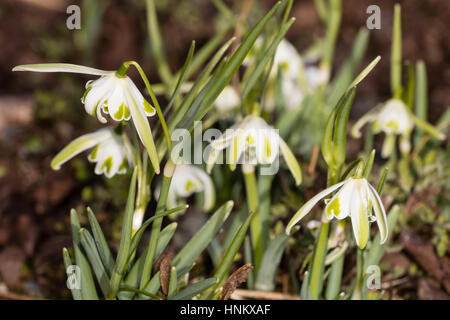 Fine fioritura invernale gruppo di insolite, snowdrop Galanthus nivalis 'trichechi" Foto Stock