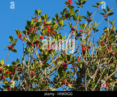 Holly albero carico di frutti di bosco al Hollies Riserva Naturale, Shropshire. Foto Stock