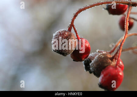 La brina formata su red haws, frutto del Biancospino Foto Stock