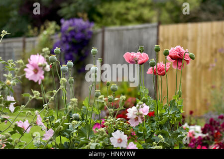 Doppia testa di papaveri e lavatera fiori nel giardino Foto Stock