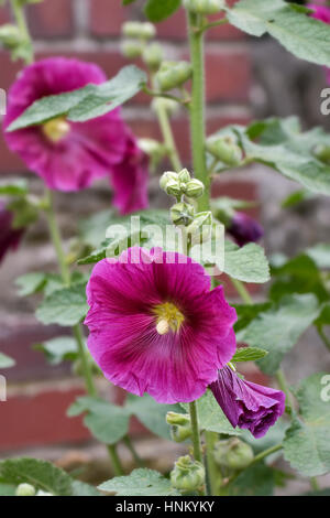 Fioritura Hollyhocks contro un muro di mattoni Foto Stock