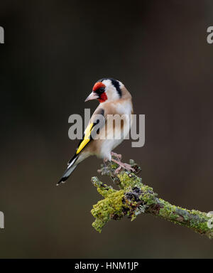 Cardellino (Carduelis carduelis) su un lichene ramo coperta,l'inverno 2017 Foto Stock