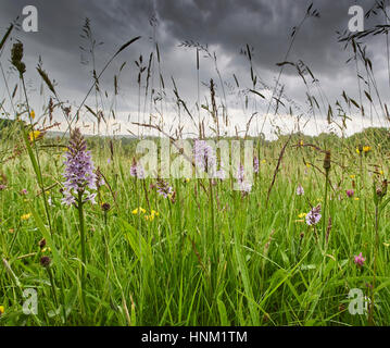 Wild ai fiori di fieno prato con orchidee nel Sussex Weald elevata Foto Stock