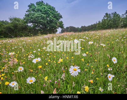 Tradizionale fiore selvatico fieno prato in Sussex Weald elevata Foto Stock