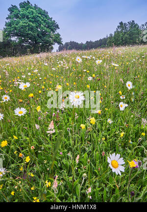 Tradizionale fiore selvatico fieno prato in Sussex Weald elevata Foto Stock